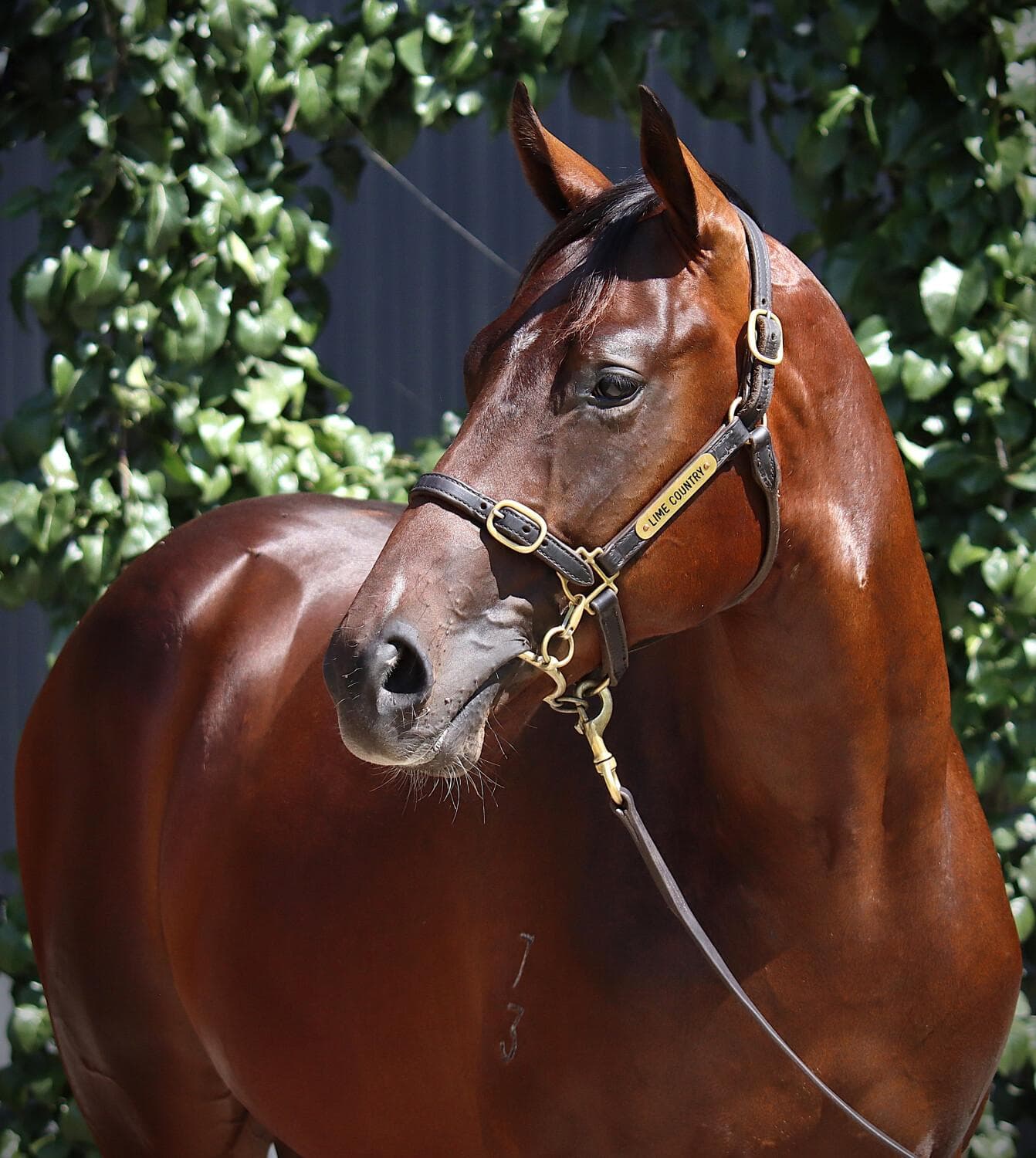 Stay Inside x Glowing Red Colt 2.jpg
