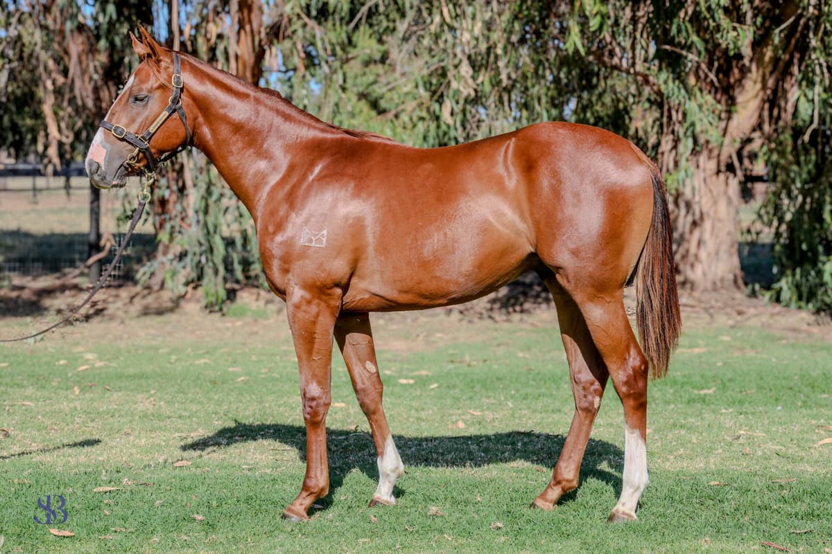 bivouac x one funny honey.jpg