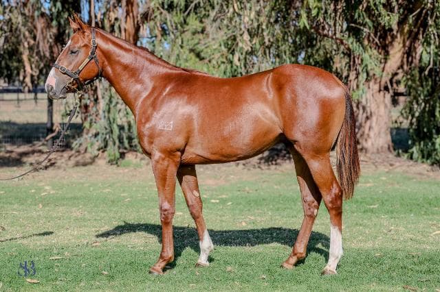 Fitzsimmons Racing Acquires Promising Yearlings at 2025 Inglis Classic Sale