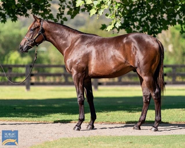 3YO Blazing Sword - Ready to Run!