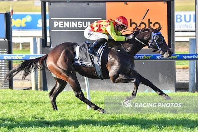 Condor Flies at Mornington